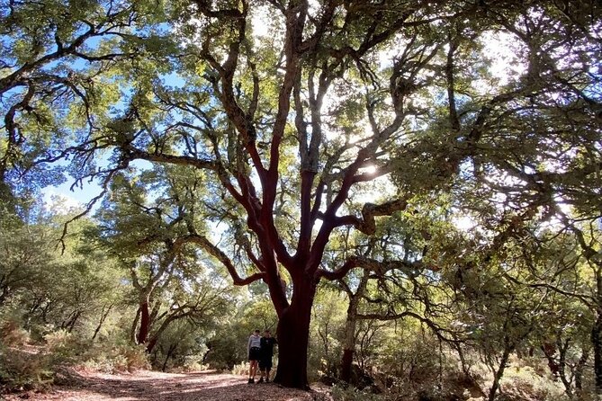 Hiking in Escaleretas Spanish Fir Forest - Meeting Point Information