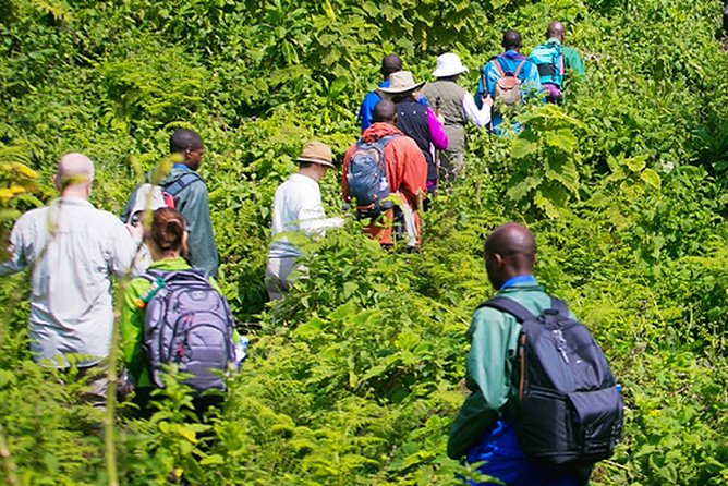 Hiking to Dian Fossey's Tomb in the Volcanoes National Park - Location and Language