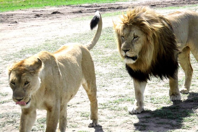 Honeymooners Tanzania Holiday & Safari - Overview of Tanzania Safari