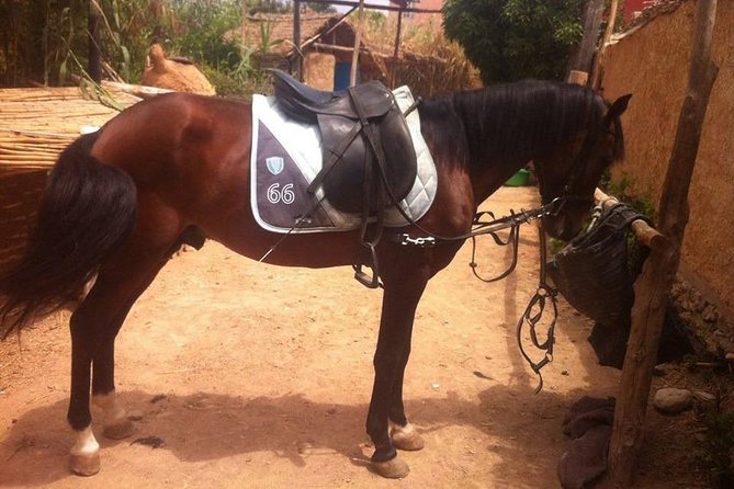 Horse Riding In Agadir - Booking Information