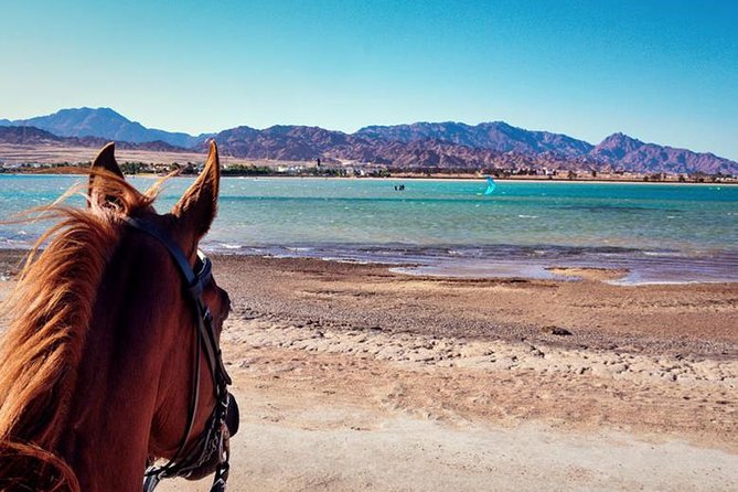 Horse Riding in Dahab - Activity Overview