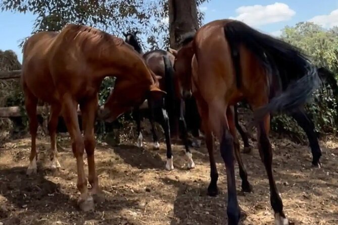 Horseback Experience at Karura Forest