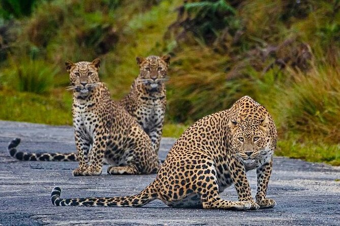 Horton Plains Nuwara Eliya Tour