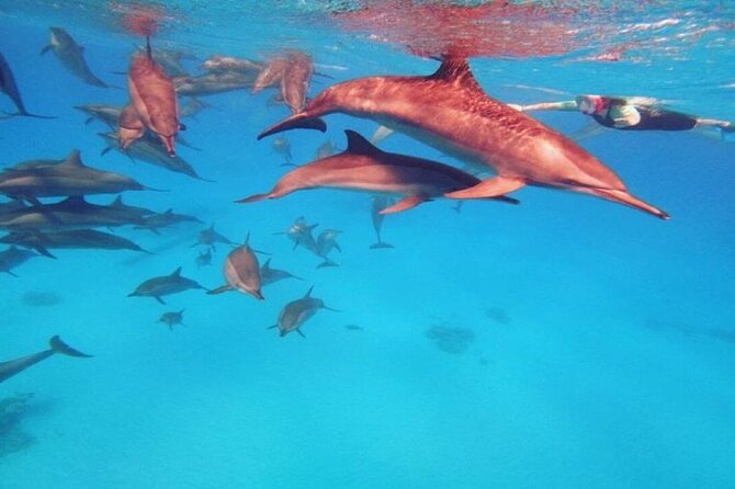 Hurghada: Dolphin House-Water Sports,Snorkel, Buffet and Transfer