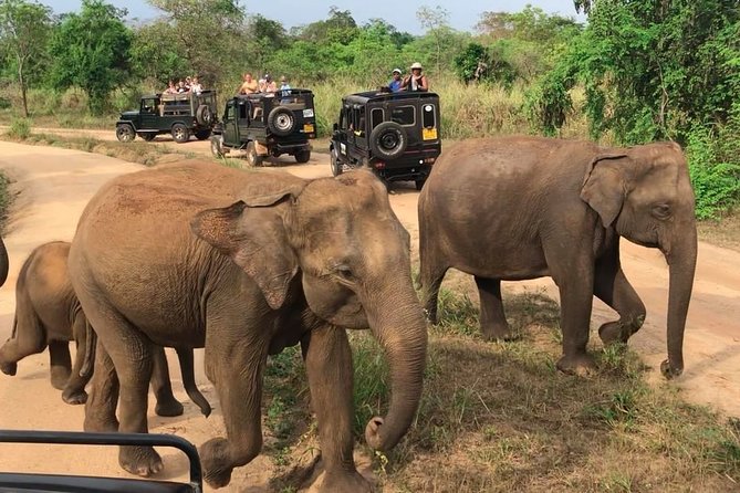 Hurulu Eco Park Private Safari From Dambulla