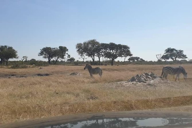 Hwange Safari Day Trip From Victoria Falls