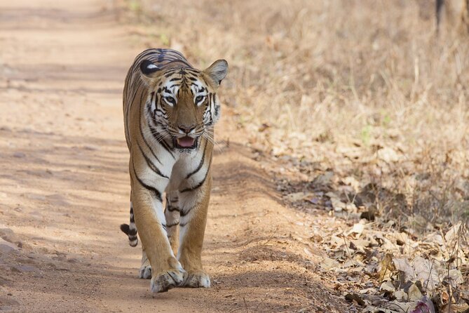 Incredible Wildlife Safari - Safari Highlights