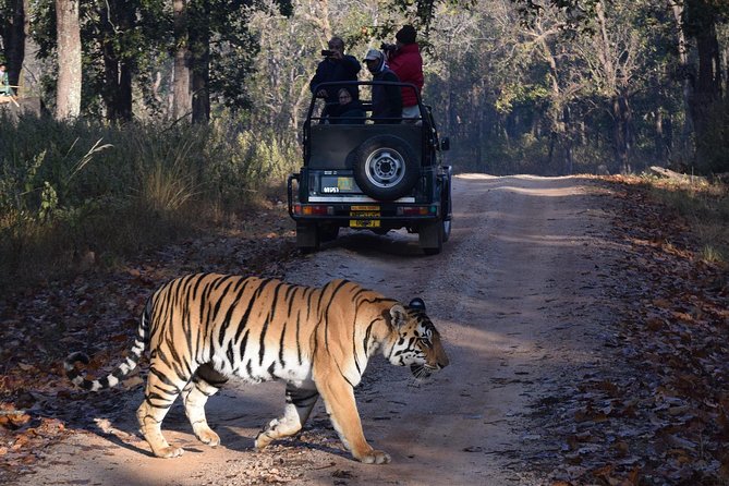 India Tiger Tour With Khajuraho - Tour Highlights