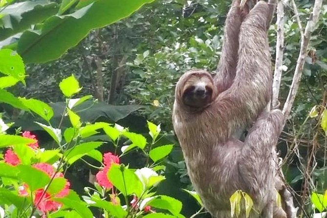 Iquitos: 3 Days and 2 Nights Amazon Jungle Tour - Tour Itinerary