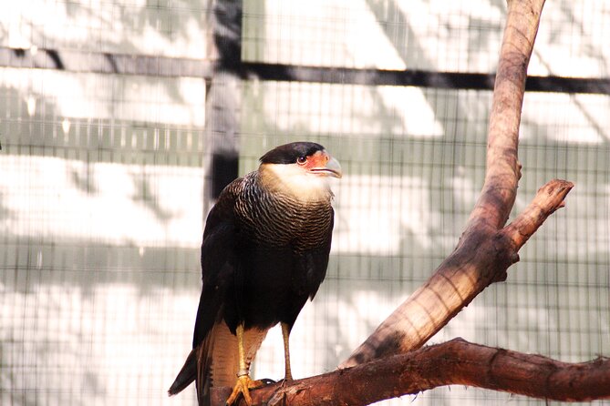 Itaipu Dam With Wild Animals Eco Retreat