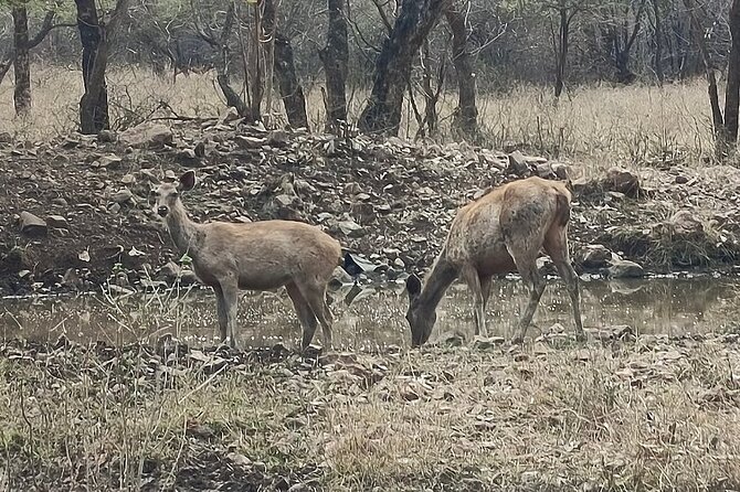 Jaipur Ranthambore Tiger National Park Same Day Tour