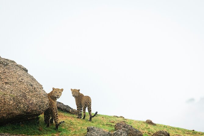 Jawai Leopard Wildlife Safari - Cancellation Policy