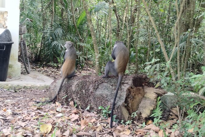 Jozani Forest and Butterfly Center Combined Tour - Pricing & Booking