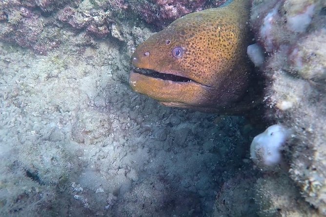 Jungle & Sea Mogos - Osa Peninsula - Includes