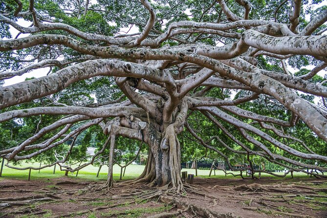 Kandy Day Tour With Tea Factory Visit From Negombo - Tea Factory Experience