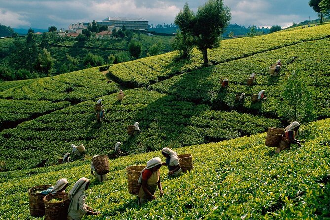 Kandy Full Day Private Tour From Dambulla/Sigiriya/Habrana - Inclusions and Exclusions