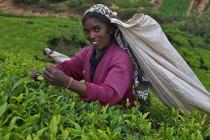 Kandy Nuwaraeliya 02 Days Tour From Colombo or Negombo - Itinerary Overview