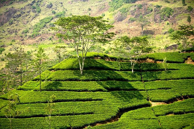 Kandy & Nuwaraeliya Two Day Tour - Price and Booking Information