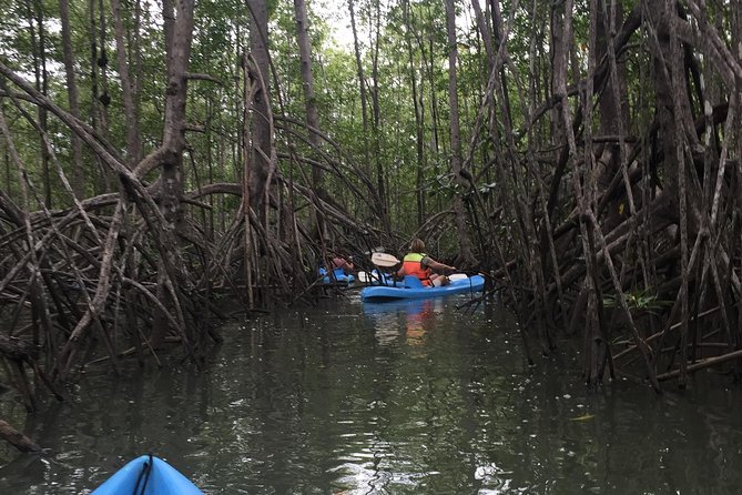Kayak in the Mangrove - Pickup Information