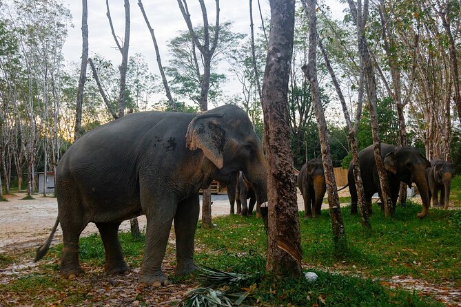 Khao Lak Eco-Safari: Elephants, Tsunami Museum, and Turtles - Tour Overview
