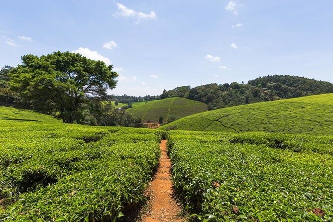 Kiambethu Tea Farm Private Guided Class With Lunch in Nairobi - Tour Overview