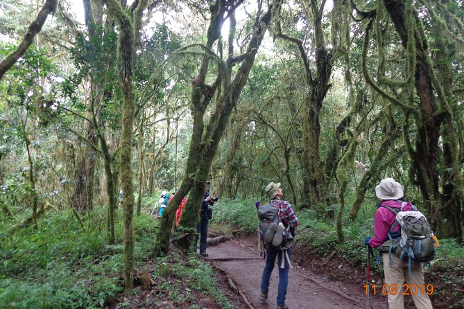 Kilimanjaro Day Hike - Overview of Kilimanjaro Day Hike