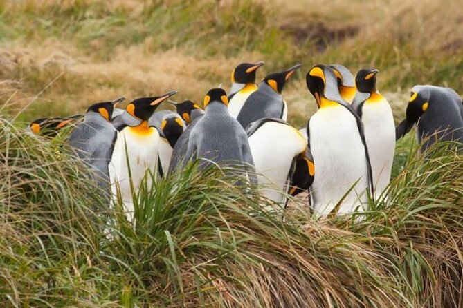 King Penguin Park From Punta Arenas