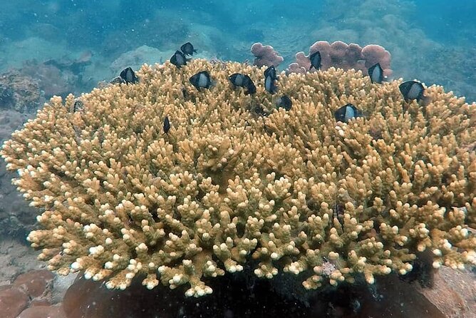 Koh Rong Snorkeling Tour (Private) - Tour Schedule