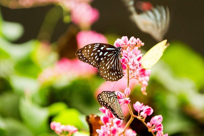 Kuala Lumpur Bird Park & Butterfly Farm Tour Include Tickets - Tour Highlights
