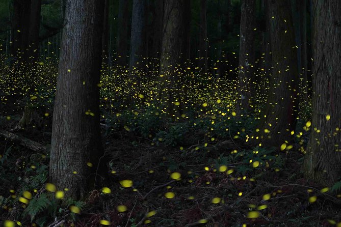 Kuala Selangor Firefly Boat Tour - Tour Details