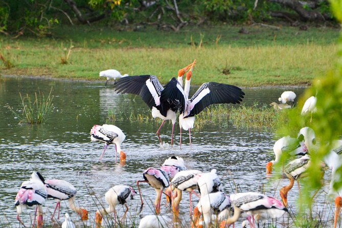 Kumana National Park Tour From Galle