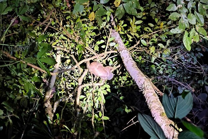 La Fortuna Night Walk in High Biodiversity Rainforest