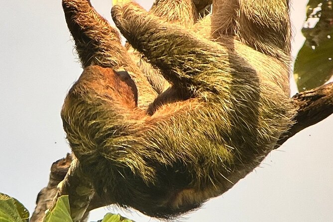 La Fortuna: Sloth Watching – 3 Hours Tour