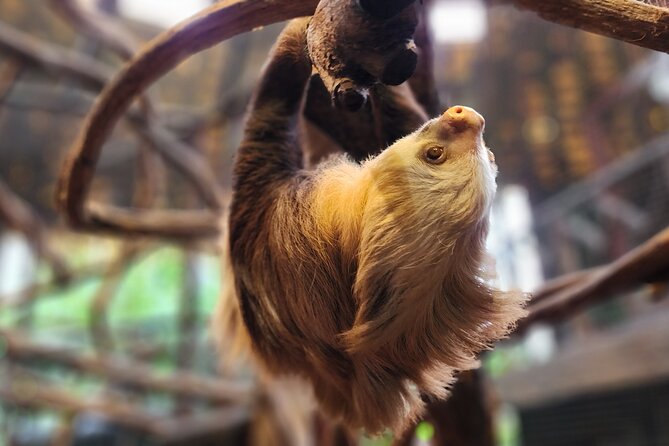 La Paz Waterfall Gardens Day Tour From San Jose - Tour Details