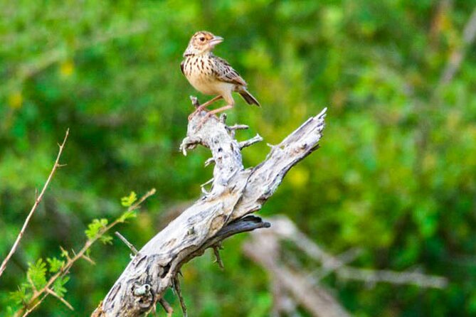 Lahugala Kitulana National Park Safari With Naturalist - Safari Experience Highlights