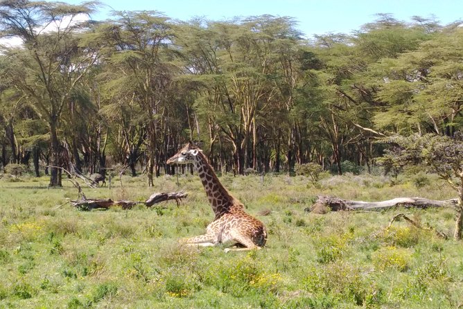 Lake Naivasha, Nakuru Day Excursion - Excursion Highlights