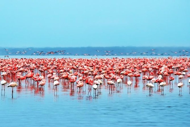 Lake Nakuru/ Naivasha Boat Ride Riftvalley Day Trip - Transportation Details