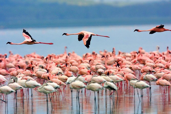 Lake Nakuru National Park Day Tour From Nairobi Kenya