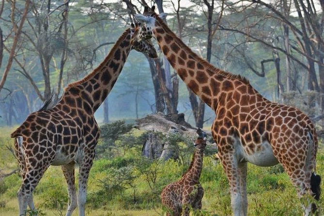 Lake Nakuru National Park Full Day - Park Overview