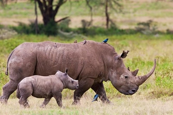 Lake Nakuru Tour With Optional Boat Ride at Lake Naivasha - Itinerary Details