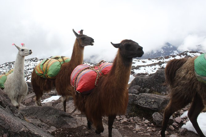 Lares Trek to Machu Picchu (5 Days)