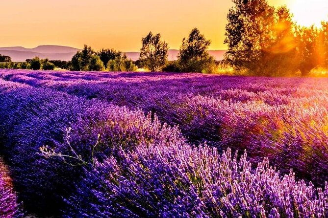 Lavender Fields Full Day Private Tour From Marseille - Meeting and Pickup