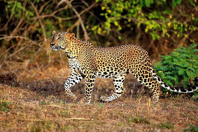 Leopard Safari in Yala National Park With an Experienced Guide - Inclusions and Exclusions