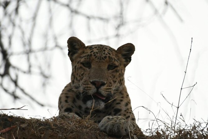 Leopard Wildlife Safari at Amagarh Park Including Transfers - Tour Highlights