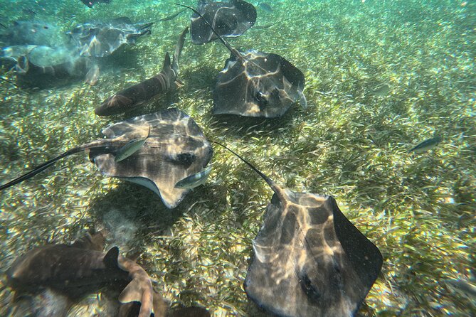 Lets Snorkel Hol Chan the Best Marine Reserve in Belize
