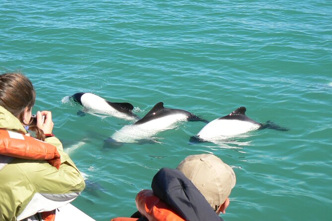 Lower Valley of the Chubut River With Dolphins Boat Watching - Pickup Information and Start Time