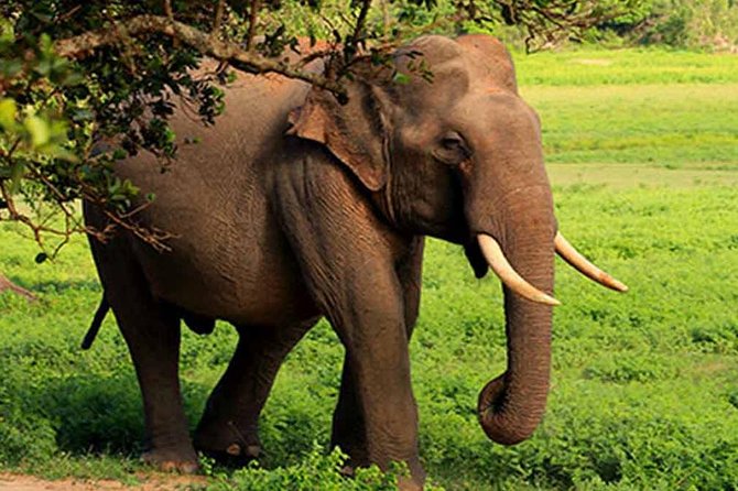 Lunugamwehera (Yala Block 5) Tour - Less Crowded National Park