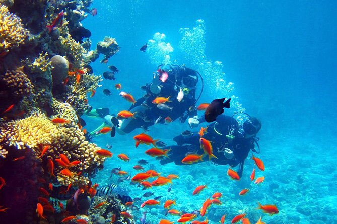 Luxury Private Speedboat Excursion Departing From Hurghada - Excursion Highlights