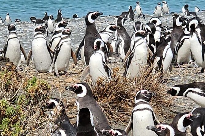 Magellanic Penguins Full Day Tour With Lunch Included