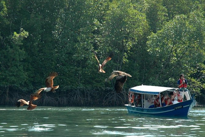 Mangrove Forest Tour In Langkawi